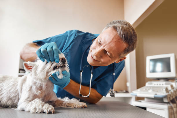 Best Urgent Dental Care in Bell, CA